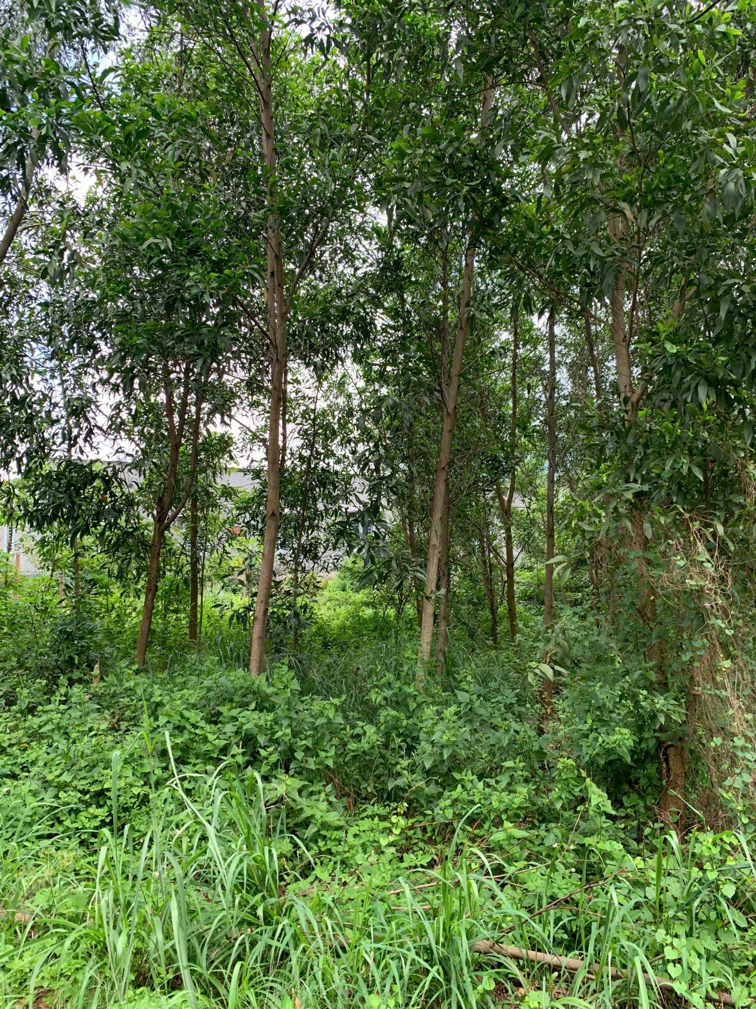 Quyền sử dụng đất và tài sản khác gắn liền với đất thuộc thửa đất số: 45, tờ bản đồ số: 40 tại địa chỉ: thị trấn Gia Ray, huyện Xuân Lộc, tỉnh Đồng Nai (nay là xã Xuân Lộc, tỉnh Đồng Nai) 